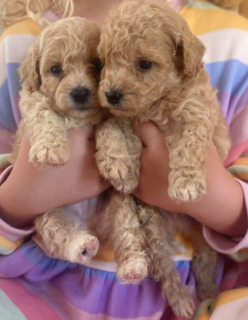 Beautiful F1 Poochon puppies