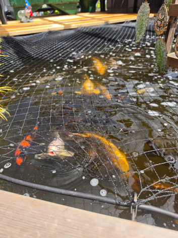 10 by 10 pond plus set up