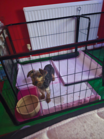 Yorkshire terrier