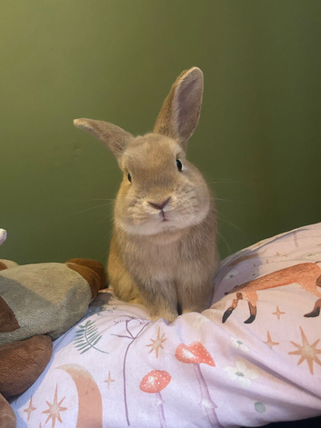 Rabbit for rehome