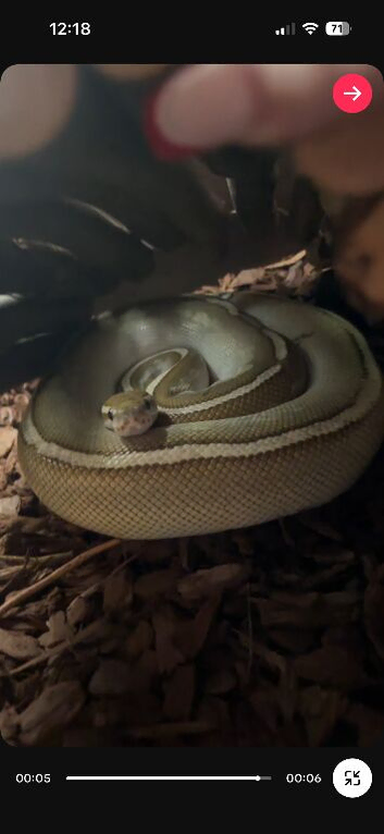 Selling my beautiful female ball python