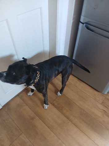 Found in Linthorpe middlesbrough