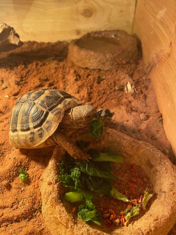 Tortoise