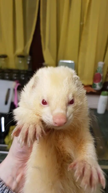 Half micro albino hobb ferret