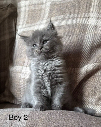 Ragcoon Kittens