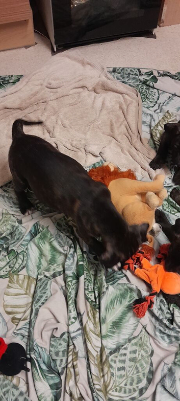 Georgous puppies