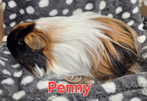 Gorgeous female long haired friendly pig