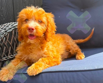 F1 apricot and fox red mini cockapoos 30 dna health tested clear