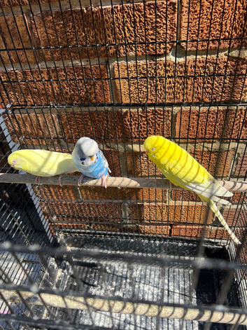 Budgies