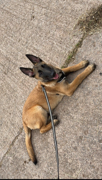 Belgian Malinois For Sale
