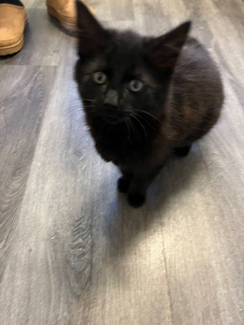 Chocolate brown kitten for sale