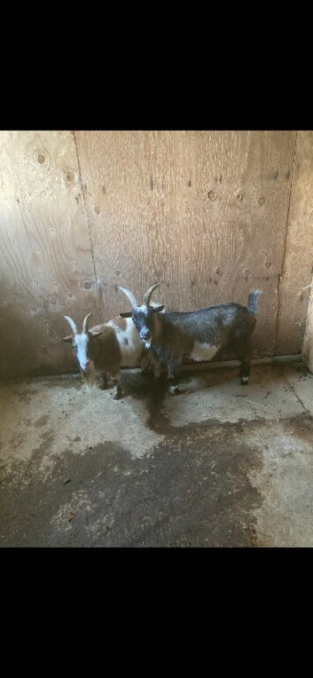 Pygmy goats