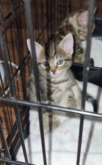 Kittens