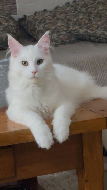 Maine coon kitten
