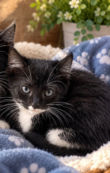 Last Kitten Ready To Leave