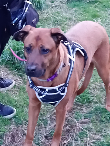 Looking for a loving home for this girl