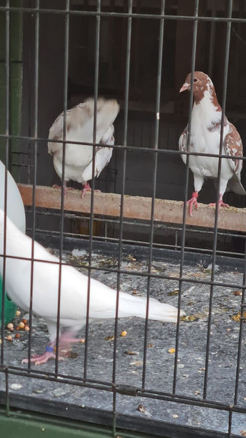 Mixed colours all young birds