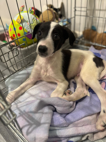 Boy whippet born on the second of may