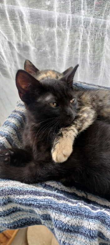 Male Black Kitten