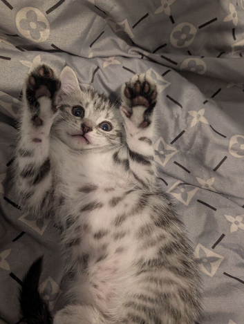 Maine coon mix