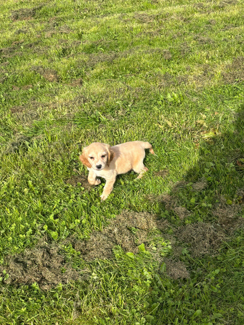 Cocker spaniel puppy urgent