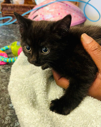 Black Domestic shorthair Kitten