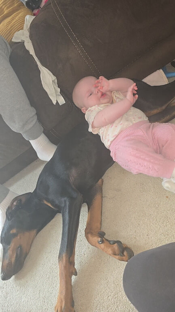 8 month old doberman