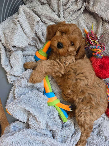Cockapoo