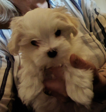 KC Maltese Pups Family Raised Ready to go