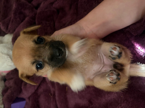 Teddy bear cross Jack Russell pups for sale