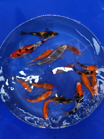 Japanese koi ( mixed breeders)