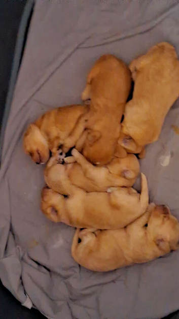 Beautiful litter of F2 cockapoos