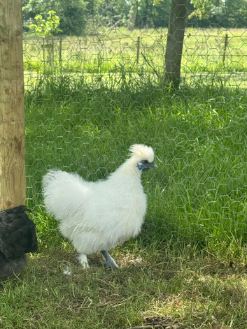 2 white silkie cockerel for sale