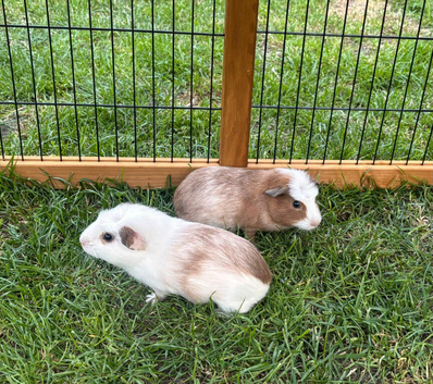 Pair Boars