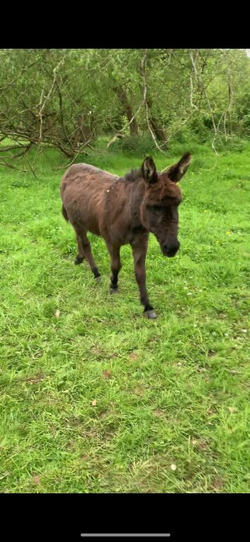 Small Gelding donkey 7 years old super friendly good with children