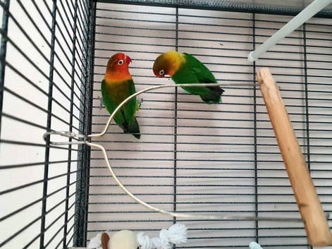 Fischer lovebirds