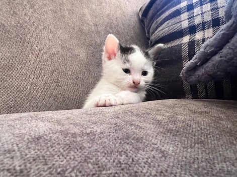 Beautiful kittens READY IN 4 WEEKS