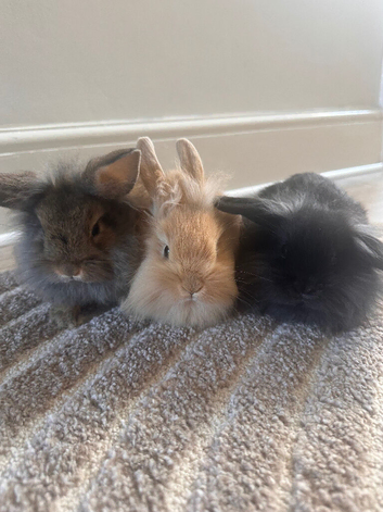 3 female mini lops ready to go today