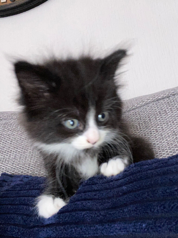 Fluffy kittens