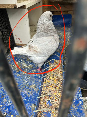 King pigeons
