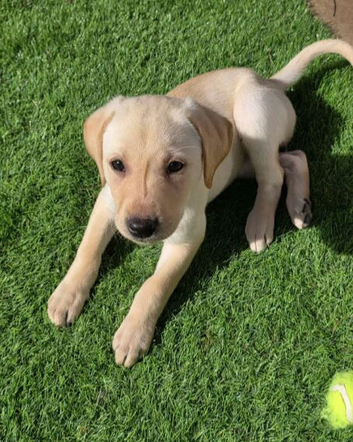 Labrador Retriever Puppies &ndash; 2 Boys & 6 Girls Available