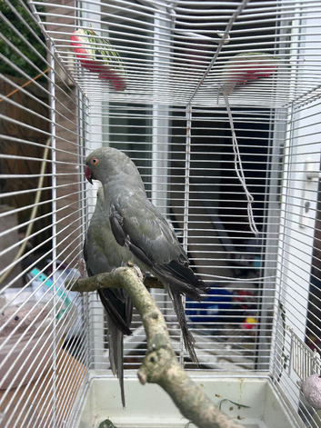 Gray India ringneck