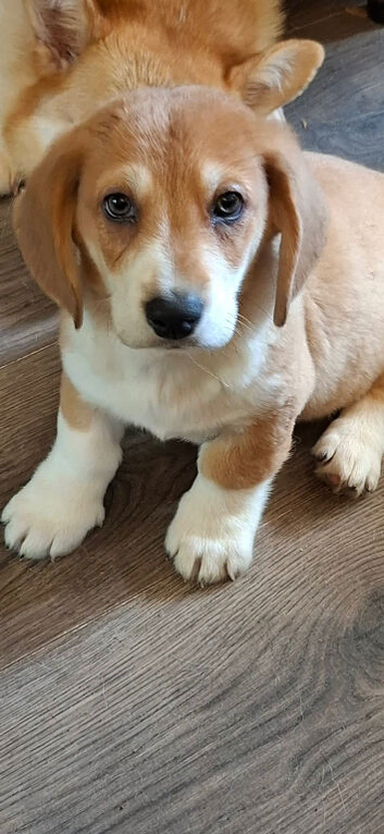 Corgi cross basset hound puppies