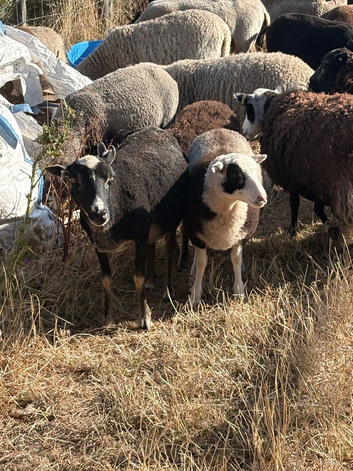 Registered Shetland sheep
