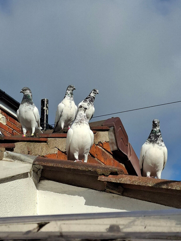 Budapest High Flyer Pigeons