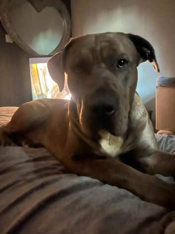 15 months old male