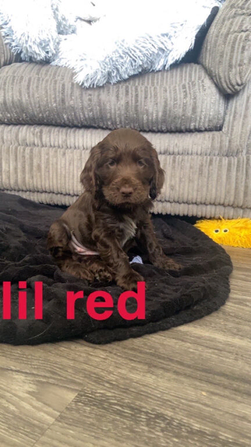 100% show cocker spaniels kc reg