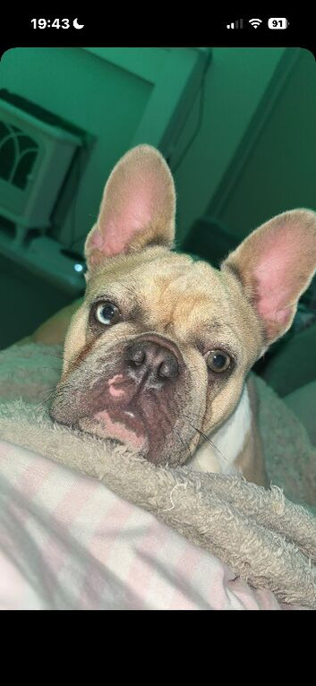 1 year old french bulldog