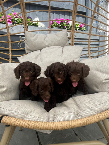 Chocolate cockapoo puppies