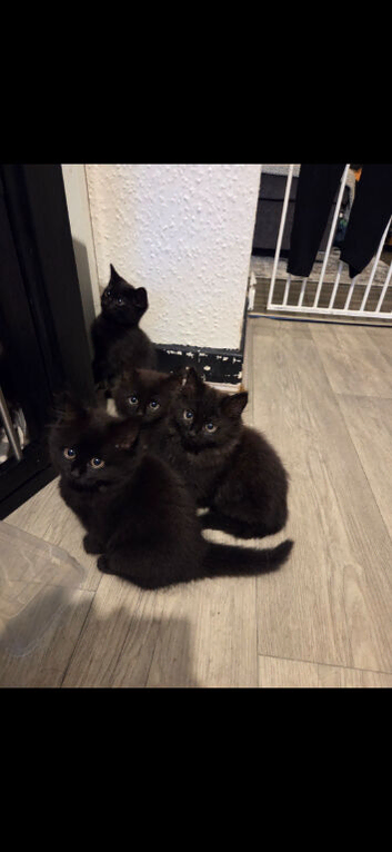 Kittens